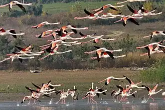 Flamingos in the lake