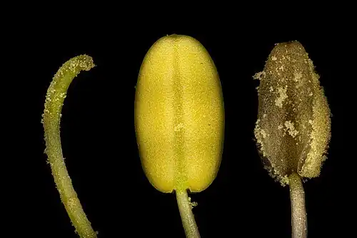 Style and stamen under the microscope