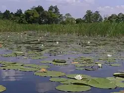 White lilies of the Vorskla River in July 2005