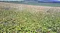 A field of wild Fragaria viridis plants