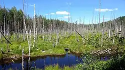 Kerzhenets Zapovednik