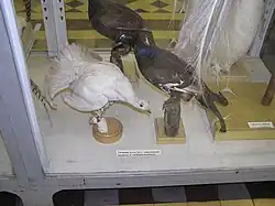 Black grouse taxidermies with different color anomalies