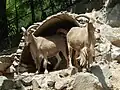 Siberian ibex