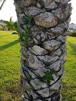 Ficus microcarpa living on Phoenix dactylifera (date palm). It is there due to guano of flying Egyptian fruit bat