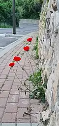 Papaver umbonatum growing on a sidewalk on a street in the city Nesher, Israel