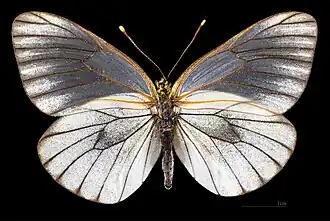 Aporia crataegi augusta ♀