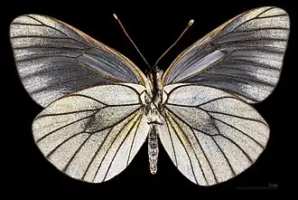 Aporia crataegi augusta ♀ △