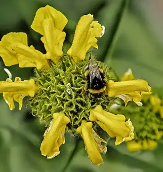 Pollination by Bombus terrestris