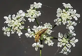 Larva of Chrysoperla carnea on Torilis arvensis