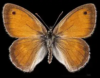 Coenonympha pamphilus ♂