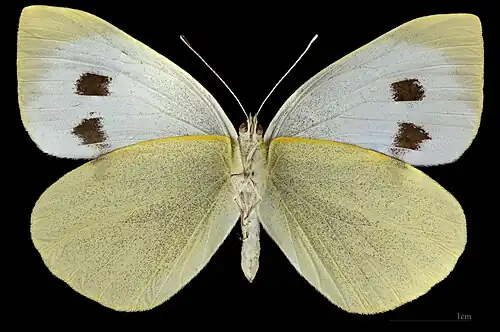 Pieris brassicae ♀ △