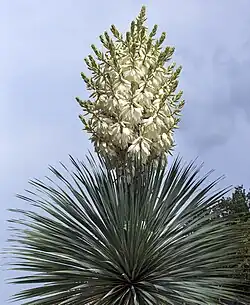 Branched inflorescence on beaked yucca