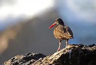 At the California Coastal National Monument