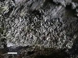 Menegazzia castanea on a rock outcrop. Rock and Pillar Range, New Zealand. Scale bar = 1&nbsp;cm.