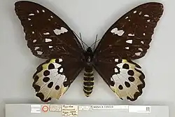 Ornithoptera chimaera, Holotype female dorsal view
