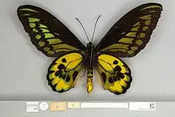 Ornithoptera rothschildi, Syntype male ventral view