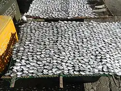 Small silver fish laid out on a net in the sun