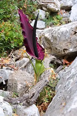 Snake lily, Dracunculus vulgaris, in Crete
