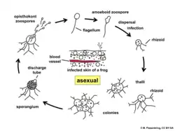 A diagram displaying the life cycle of Batrachochytrium dendrobatidis. Starting at the top and moving clockwise: A zoospore seeks out an amphibian and encysts on the skin. It grows and develops rhizoids to anchor it and absorb nutrients. The thallus divides numerous times to form a colony of zoosporia, which develop discharge tubes when mature. When ready, the discharge tubes open, and the zoospores are released.