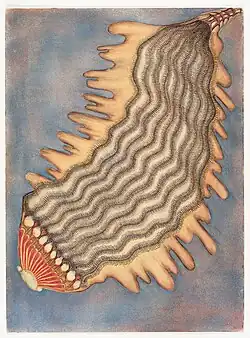 Electric Fruit, pastel, ink on cut-out shape, 1960s