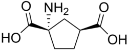 Stereo, skeletal formula of ACPD ((1S,3S)-1-amino,-1,3-dicarboxylic acid)
