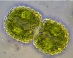 Cosmarium pseudamoenum, with a granulated cell wall