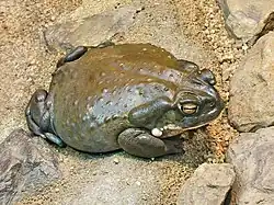 The Colorado River toad (Bufo alvarius) secretes bufotenin and 5-MeO-DMT from specialized parotoid glands.