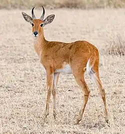 reedbuck