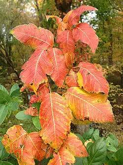 Toxicodendron radicans in autumn