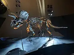 A Triceratops fossil on display, lit by blue and yellow light.