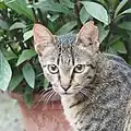 A feral cat looks into the camera. It is grey in colour and has a clipped ear, indicating it is neutered or spayed.