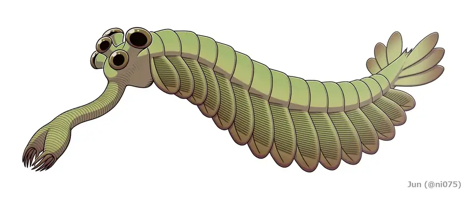Opabinia (Opabiniidae)