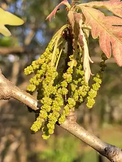 Catkins of Q.&nbsp;alba containing the staminate or 'male' flowers