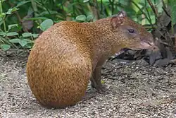 Brown agouti