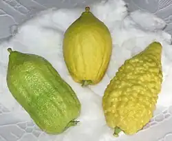 Three varieties of etrogim (Citrus medica acceptable for Jewish ritual use) that are all true non-hybrid citrons