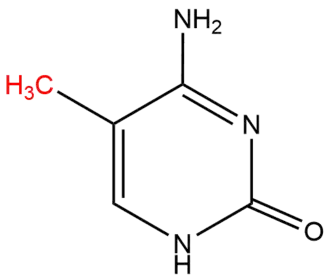 5'-methylcytosine molecule with methyl group, added by a DNA methyltransferase, highlighted in red