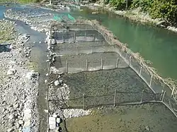 Square stick and net enclosures in a shallow river bed