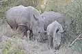 White Rhinos