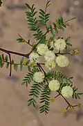 Acacia terminalis