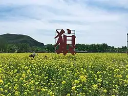 A field of yellow rapeseed flowers in Mount Langya, with a sign of the first character lang of Mount Langya's name.