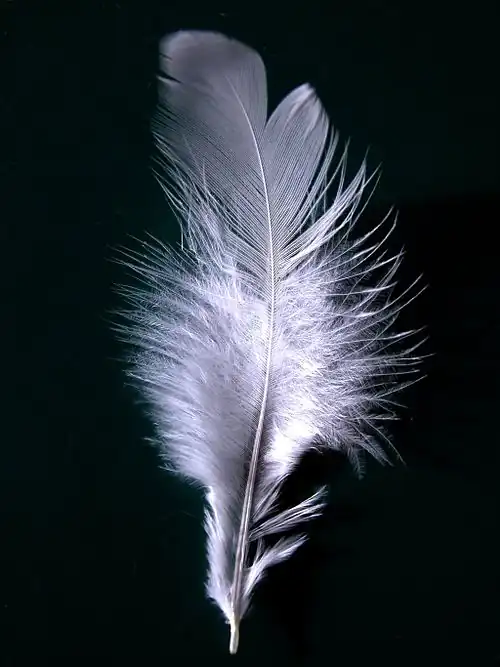 Image 26 Feather Feathers are one of the epidermal growths that form the distinctive outer covering, or plumage, of birds. They are the outstanding characteristic that distinguishes the class Aves from all other living groups. More selected pictures