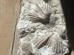 Abyssal Brachiopod