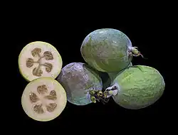 Oblong green fruit