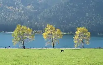 A field and three trees, with a lake and a range of hills beyond