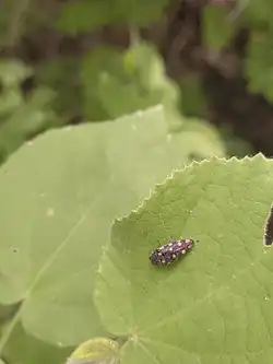 Photograph of the beetle on a leaf. It is dark or black with large yellow dots along it back.