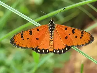Imago (dorsal view)