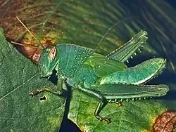 Nymph showing typical juvenile wings