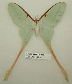 Actias dubernardi adult female