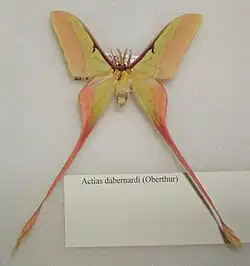 Actias dubernardi male
