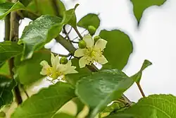 Actinidia macrosperma